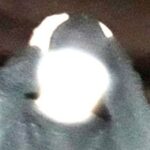 Profile photo of obticeo